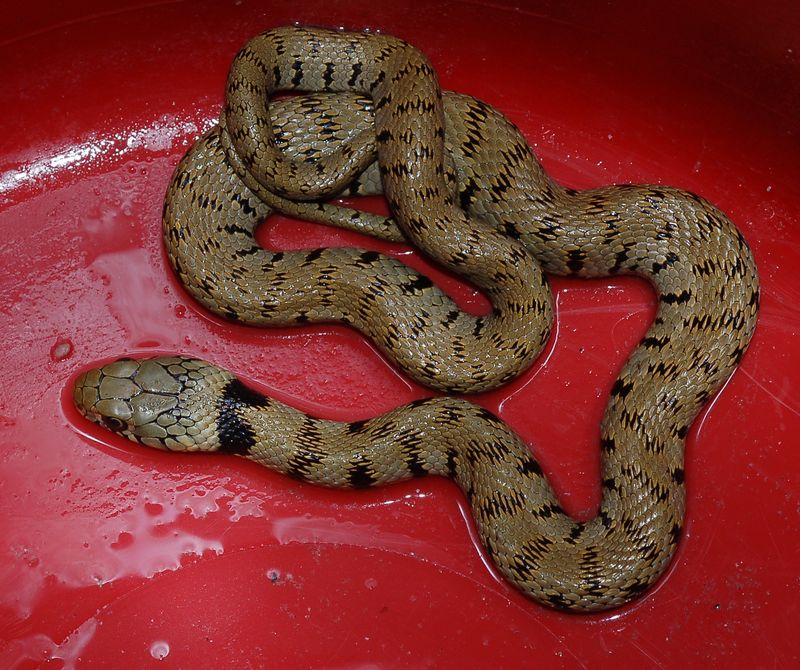 Identificazione piccolo serpente entrato in casa